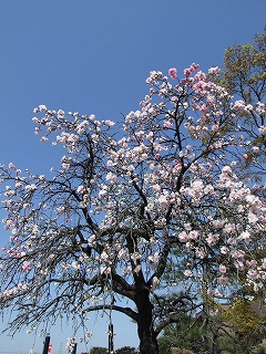 ついつい見とれてしまう、魅力たっぷりの桜の木
